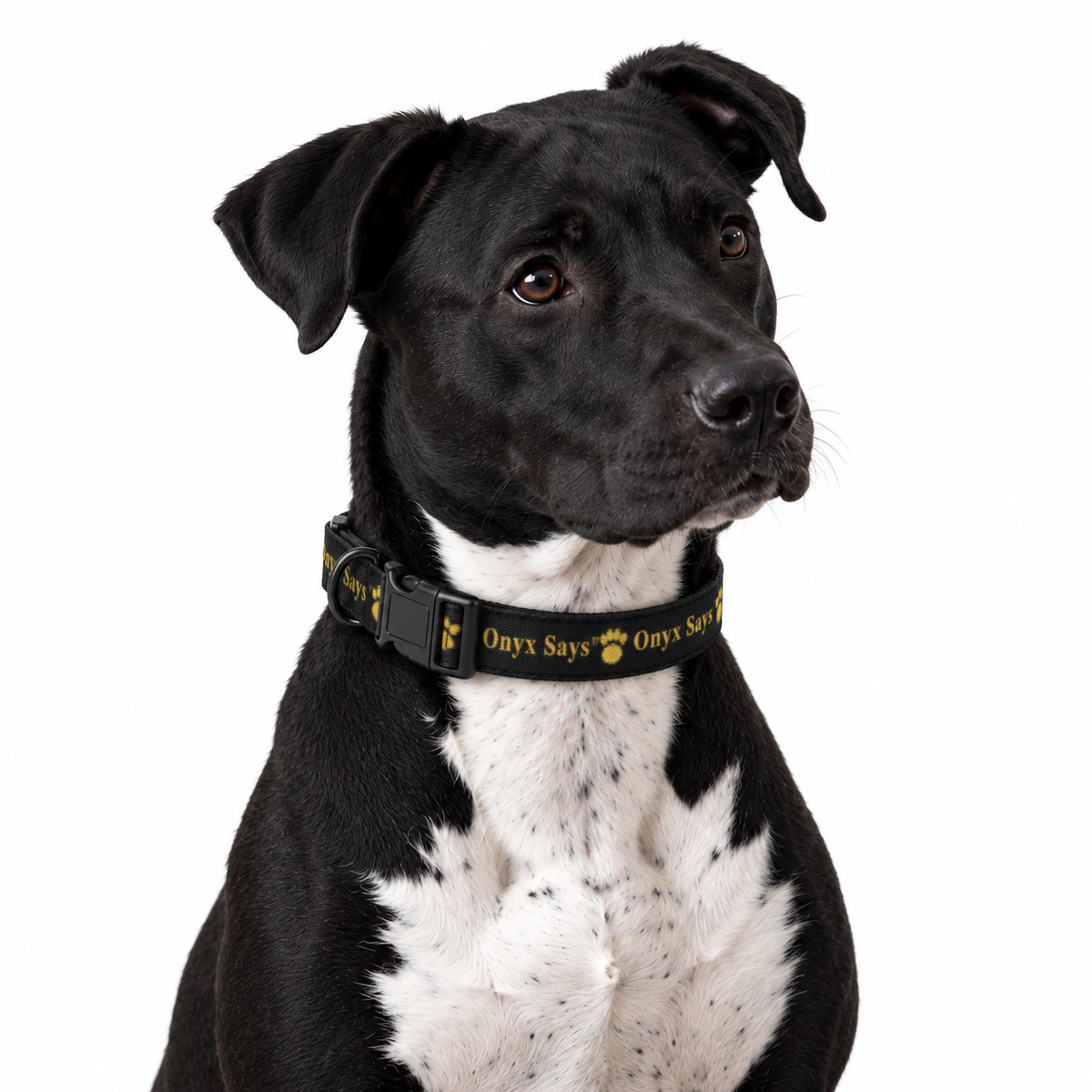 Onyx Says™ Signature Pet Collar